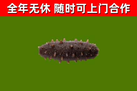 阆中回收海参干